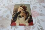 Oude Lassie Postkaart - Pal en Roddy McDowall, Italy, TV, Verzenden, 1940 tot 1960, Ongelopen, Sterren en Beroemdheden