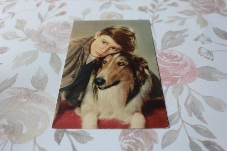 Oude Lassie Postkaart - Pal en Roddy McDowall, Italy, TV, Verzamelen, Ansichtkaarten | Themakaarten, Ongelopen, 1940 tot 1960