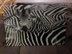 Glasschilderij Zebra, Huis en Inrichting, Ophalen, Zo goed als nieuw, Schilderij, 100 tot 125 cm