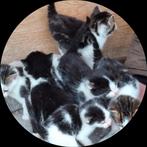 Prachtig nestje  Boerderijkittens, Dieren en Toebehoren, Katten en Kittens | Overige Katten, Meerdere dieren