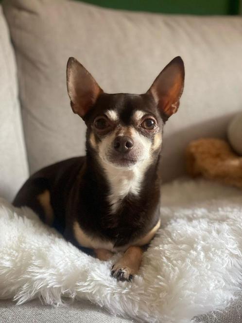 Dek Reu Beer <3, Dieren en Toebehoren, Honden | Chihuahua's en Gezelschapshonden, Reu, Chihuahua, Particulier, Eén hond, Nederland