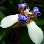 Neomarcia gracilis Walking iris bijzondere kamerplant stek, Huis en Inrichting, Kamerplanten, Overige soorten, In pot, Minder dan 100 cm