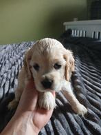 Amerikaanse cocker spaniel pups, Dieren en Toebehoren, Honden | Retrievers, Spaniëls en Waterhonden, 8 tot 15 weken, Meerdere