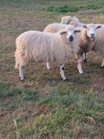 Mooie ooi lameren, Dieren en Toebehoren, Schapen, Geiten en Varkens, Meerdere dieren, Schaap, 0 tot 2 jaar