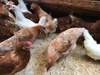 Jonge hennen 19 week leghennen bruin en wit legkippen, Dieren en Toebehoren, Pluimvee, Vrouwelijk, Kip