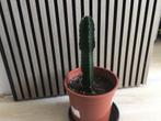 Cactus, Ophalen, Overige soorten, Volle zon