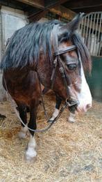 pony, Dieren en Toebehoren, Pony's, Merrie, D pony (1.37m tot 1.48m), Recreatiepony, 11 jaar of ouder