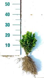 Euonymus japonicus Jean Hugues 20/30cm Groenblijvende haag, Ophalen, Minder dan 100 cm