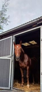 Gezocht verzorger / ster omg Gouda/Haastrecht, Dieren en Toebehoren, Ophalen of Verzenden, Dressuur