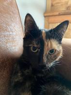 Mooie schilpad,lapjes poesje te koop, Dieren en Toebehoren, Poes, Ontwormd, 0 tot 2 jaar