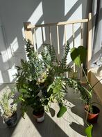 Huis planten, Ophalen, Overige soorten, Minder dan 100 cm