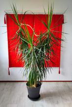 🔴 Dracaena Marginata, Drakenbloedboom 🔴, Huis en Inrichting, Kamerplanten, Ophalen, In pot, Halfschaduw, 200 cm of meer
