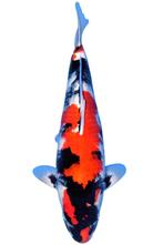 Combi trommelfilter met trickle filter SHOW Heeschkoi, Ophalen, Heeschkoi, Nieuw, Vinkelsestraat 20 A