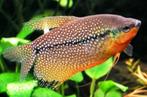 diamantgourami, Vis, Zoetwatervis