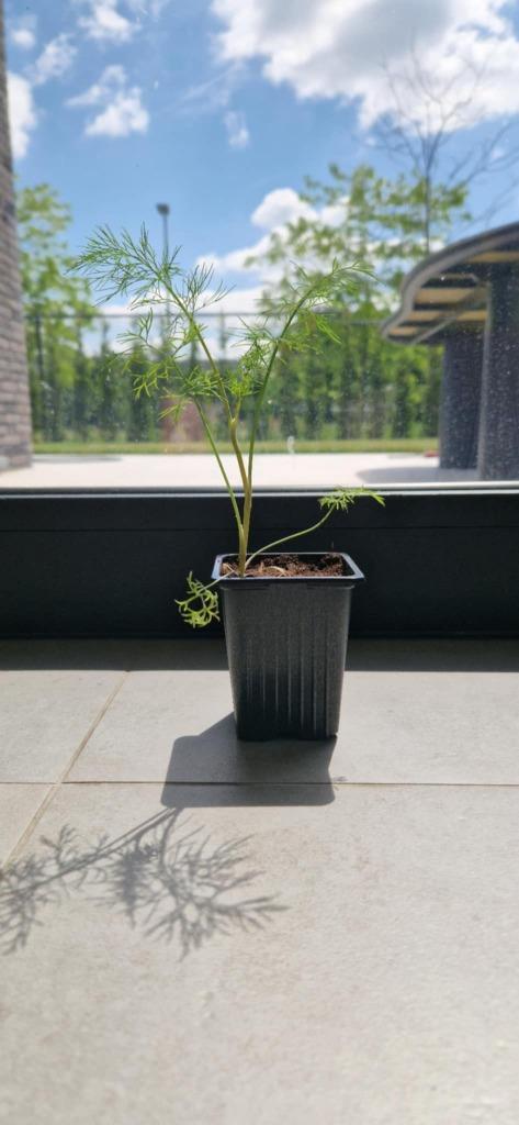 Dille 'Vierling' (Anethum graveolens), Tuin en Terras, Planten | Tuinplanten, Eenjarig, Kruiden, Volle zon, Zomer, Ophalen