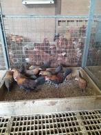 Hollandse kriel., Meerdere dieren, Kip