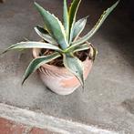 Bonte agave inclusief pot, Ophalen, Bloeit niet, Overige soorten, Volle zon