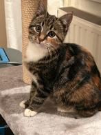 Kittens, Dieren en Toebehoren