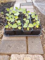 Kaapse goudbes/ physalis plantjes., Ophalen, Zomer, Volle zon