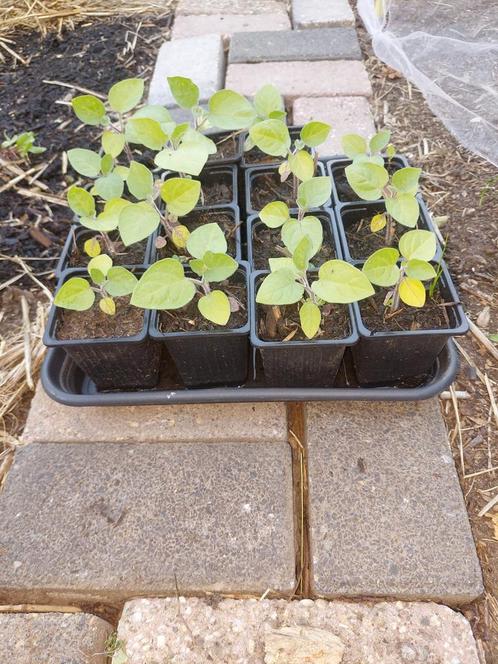 Kaapse goudbes/ physalis plantjes., Tuin en Terras, Planten | Tuinplanten, Volle zon, Zomer, Ophalen