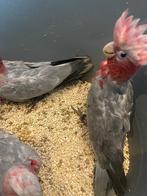 Tamme rose Kakatoe, Geslacht onbekend, Papegaai, Pratend