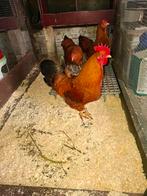 New Hampshire dwerghoenders roodbruin, 28025, Dieren en Toebehoren, Meerdere dieren, Kip