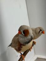 Koppel Bruine zebravinken, Meerdere dieren, Tropenvogel, Geringd