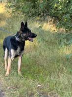 Te koop: Duitse Herder met stamboom – 3 jaar – Teefje, Dieren en Toebehoren, Honden | Herdershonden en Veedrijvers, Rabiës (hondsdolheid)