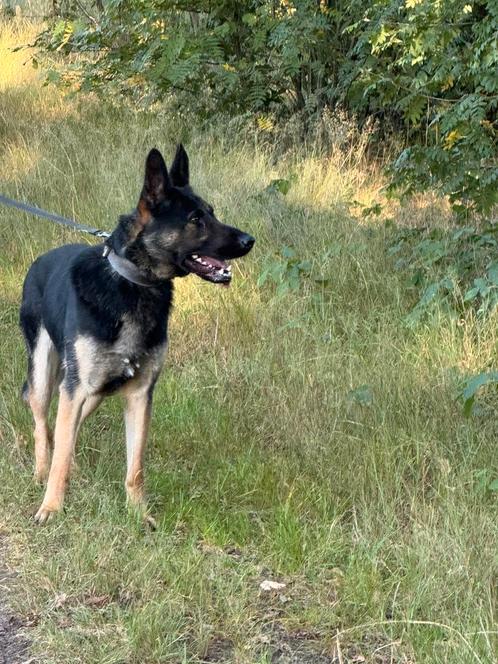 Te koop: Duitse Herder met stamboom – 3 jaar – Teefje, Dieren en Toebehoren, Honden | Herdershonden en Veedrijvers, Teef, Herder