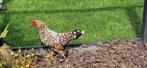 Sabelpoot hen + haan., Meerdere dieren, Kip
