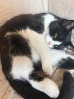 Laatste semi britse korthaar kater 7 maanden!!!, Dieren en Toebehoren, Kater, Kortharig