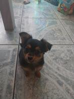 3 langharige  chiuahua.s alle 3 jongens zoeken een nieuw hui, Dieren en Toebehoren, Honden | Chihuahua's en Gezelschapshonden