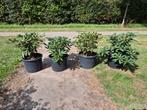 Rododendron – Paarse Bloei – 25L Kweekpot, Volle zon, Vaste plant, Zomer, Ophalen