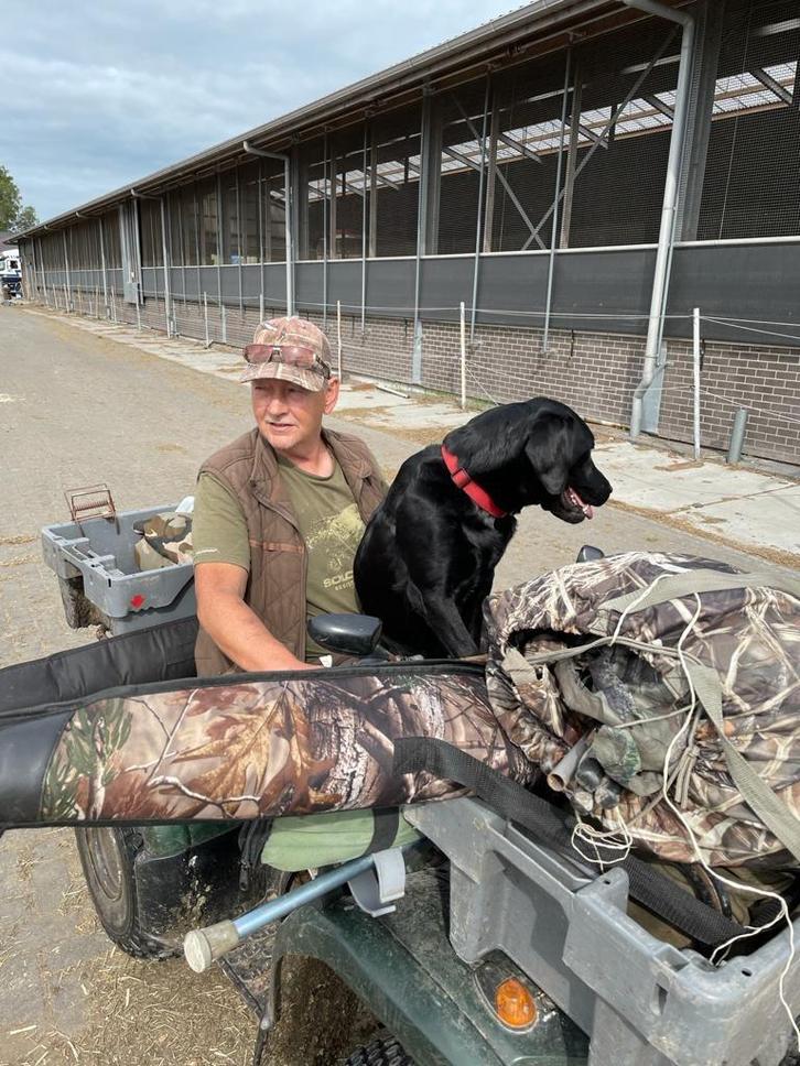 LABRADOR ENGELSE LIJN, Dieren en Toebehoren, Honden | Retrievers, Spaniëls en Waterhonden, Meerdere dieren, Labrador retriever