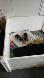 chihuahua pups, Dieren en Toebehoren, België, Fokker | Hobbymatig, CDV (hondenziekte), 8 tot 15 weken