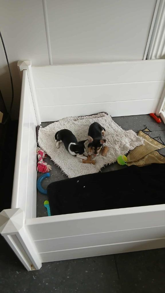 chihuahua pups, Dieren en Toebehoren, Honden | Chihuahua's en Gezelschapshonden, Meerdere dieren, Chihuahua, Fokker | Hobbymatig