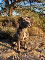 Engelse Stafford pups – Blauw met FCI stamboom 17-09-2025, Dieren en Toebehoren, Honden | Dekreuen, 8 tot 15 weken, Meerdere, Meerdere dieren