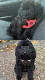 Betrouwbare oppas gezocht voor 2 lieve hondjes, Ophalen of Verzenden