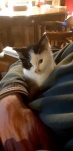 heel braaf kitten, Dieren en Toebehoren, Poes, Kortharig, 0 tot 2 jaar