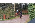 24-7 buiten inloopstal Paddocks wei bos ruinen voll.pension, Weidegang