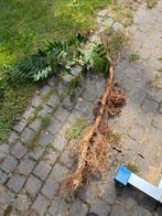 Gratis blauwe regen, Tuin en Terras, Planten | Tuinplanten, Ophalen, Overige soorten, Volle zon