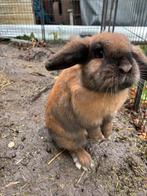 Konijn vrouwtje, Dieren en Toebehoren, Konijnen, Vrouwelijk