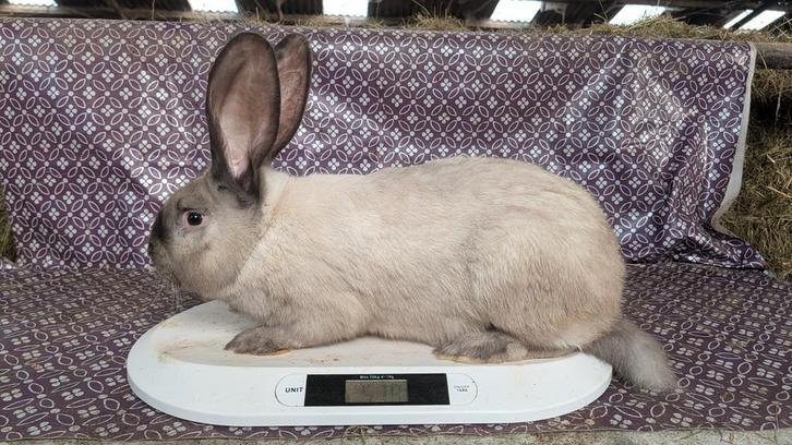 Duitse Reus Sallander&Siam ram met vienna, Dieren en Toebehoren, Konijnen, Groot, Mannelijk