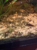 Helena slakken slak etende slakken, Dieren en Toebehoren, Vissen | Aquariumvissen, Slak of Weekdier