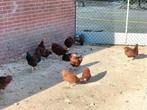 Te koop 7 trio's wyandotte kriel rood kippen., Dieren en Toebehoren, Pluimvee, Meerdere dieren, Kip