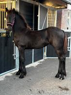 Prachtig Lief Fries Merrieveulen., Dieren en Toebehoren, Paarden, Merrie, Niet van toepassing, Minder dan 160 cm, 0 tot 2 jaar