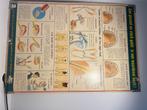 Schoolplaat, Antiek en Kunst, Ophalen, Natuur en Biologie