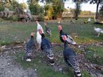 Kalkoenen, Dieren en Toebehoren, Pluimvee, Meerdere dieren, Kalkoen