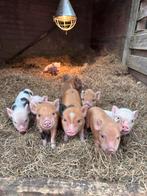 Heel leuke Kune Kune x Göttinger biggetjes, Dieren en Toebehoren, Schapen, Geiten en Varkens, Meerdere dieren, Varken, 0 tot 2 jaar
