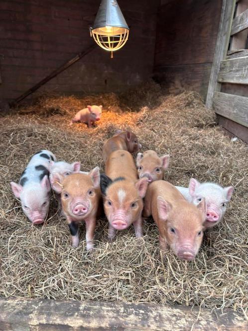 Heel leuke Kune Kune x Göttinger biggetjes, Dieren en Toebehoren, Schapen, Geiten en Varkens, Varken, Meerdere dieren, 0 tot 2 jaar